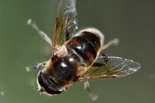 Eristalis tenax